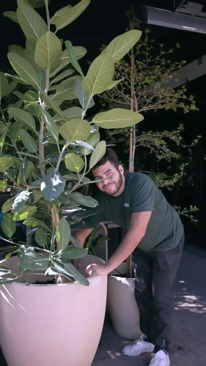 Planting a fiddle-leaf fig